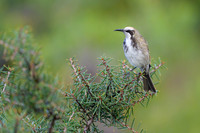 Tawny-crowned Honeyeater