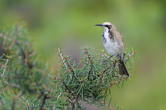 Tawny-crowned Honeyeater