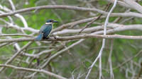 Sacred Kingfisher