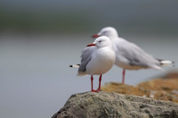 Silver Gull
