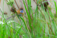 Southern Emu-wren