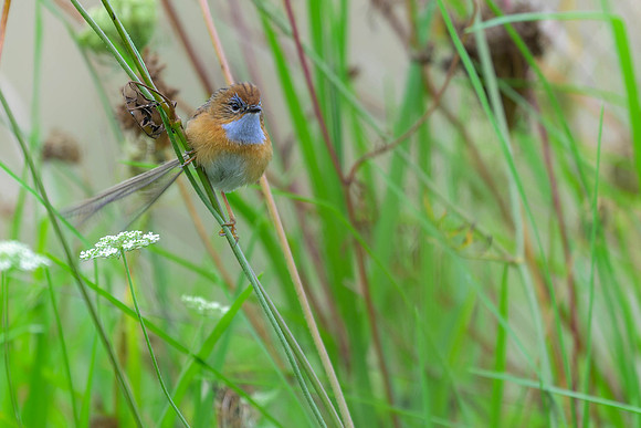 Southern Emu-wren
