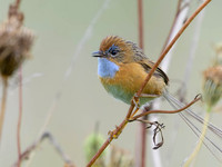 Southern Emu-wren