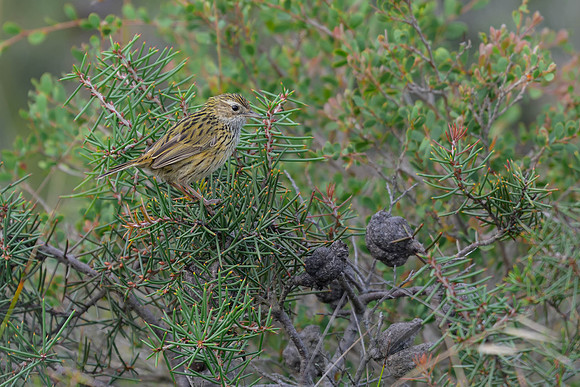Striated Fieldwren