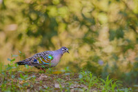 Common Bronzewing