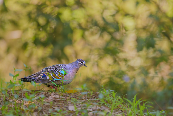 Common Bronzewing