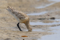 Bar-tailed Godwit