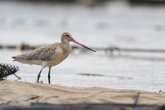 Bar-tailed Godwit