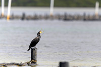 Great Cormorant