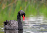 Black Swan