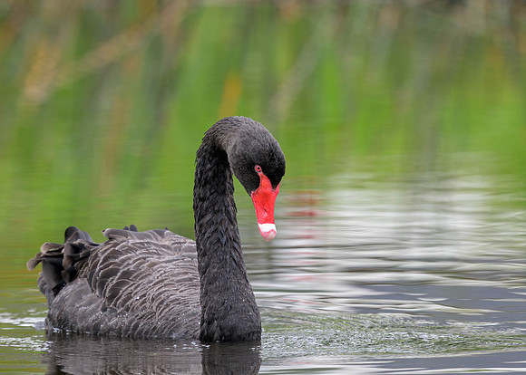 Black Swan