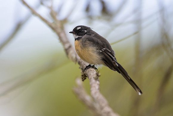 Grey Fantail