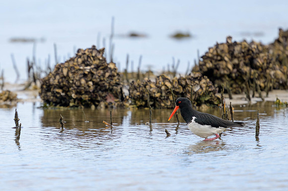 Australian Pied Oystercatcher