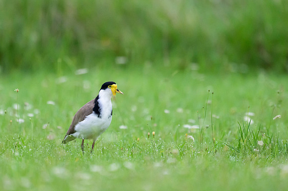 Masked Lapwing
