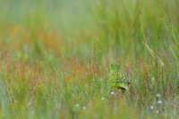 Ground Parrot