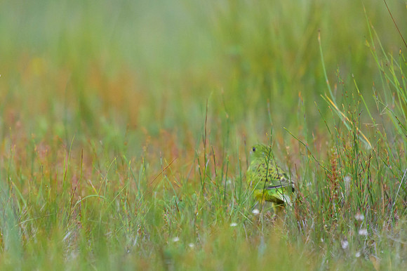 Ground Parrot