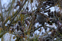 Eastern Bristlebird