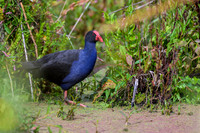 Australasian Swamphen