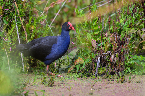 Australasian Swamphen