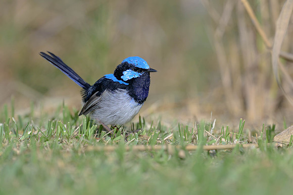 Superb Fairywren