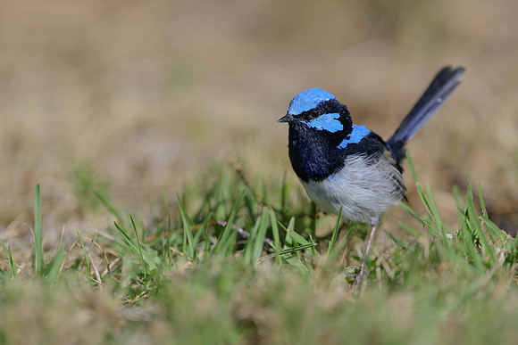 Superb Fairywren