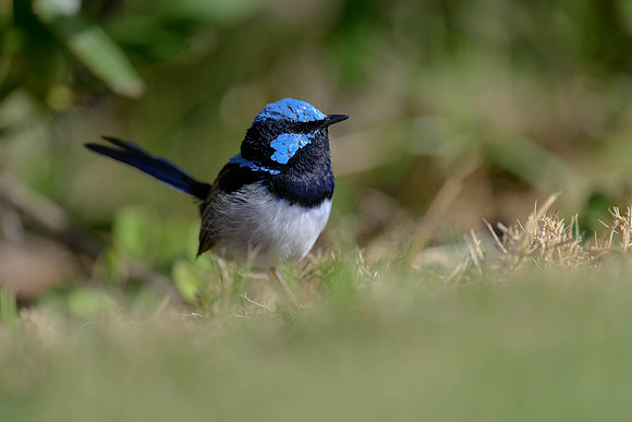 Superb Fairywren