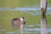 Pacific Black Duck
