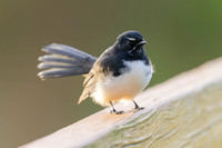 Willie Wagtail