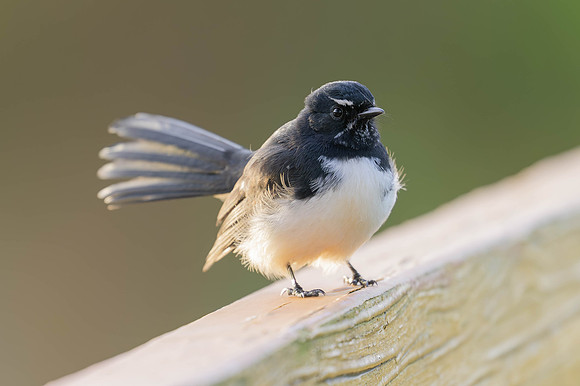 Willie Wagtail