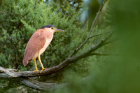 Nankeen Night Heron