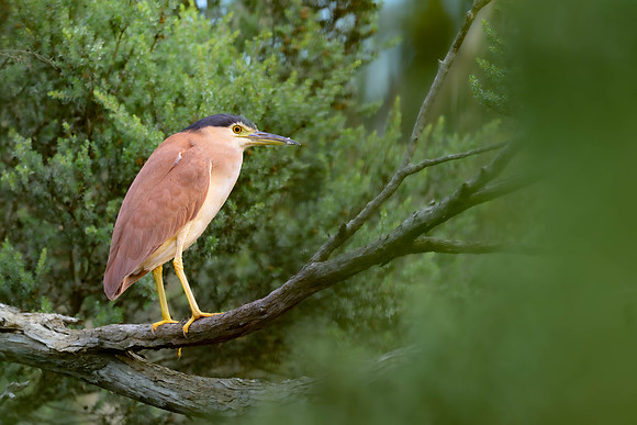 Nankeen Night Heron