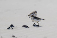 Red-capped Plover