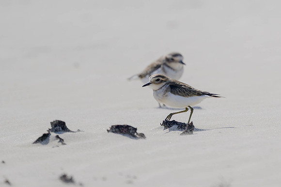 Red-capped Plover