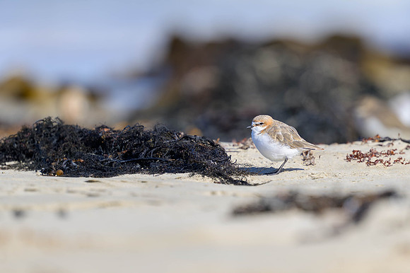 Red-capped Plover
