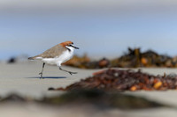 Red-capped Plover