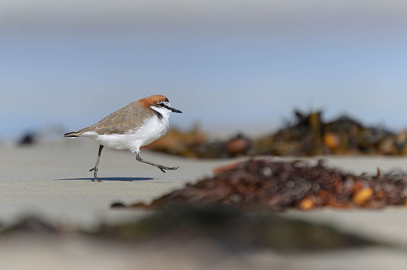 Red-capped Plover
