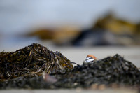 Red-capped Plover