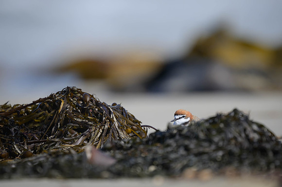 Red-capped Plover