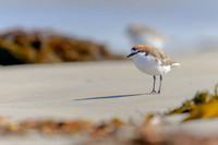Red-capped Plover