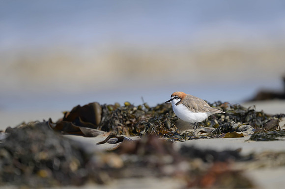 Red-capped Plover