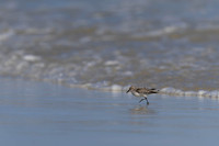 Red-necked Stint