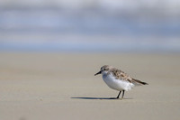 Red-necked Stint