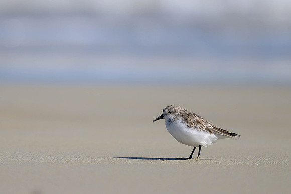 Red-necked Stint