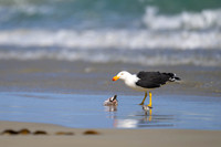 Pacific Gull