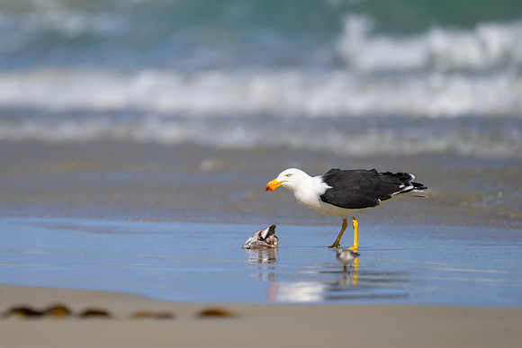 Pacific Gull
