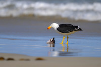 Pacific Gull