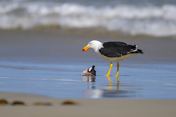 Pacific Gull