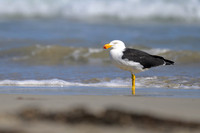 Pacific Gull