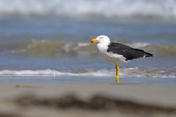 Pacific Gull