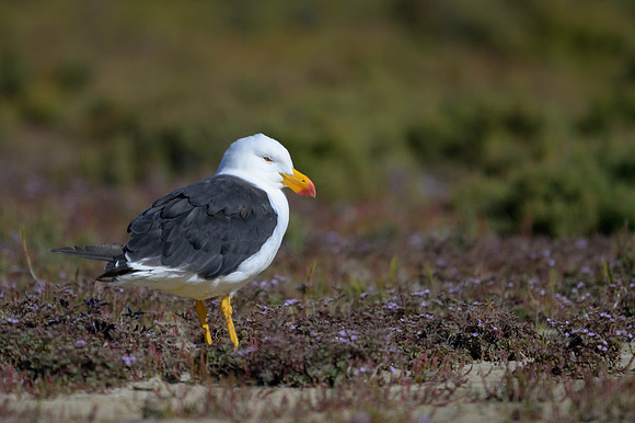 Pacific Gull